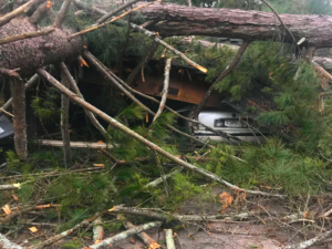 Tree Removal Spartanburg