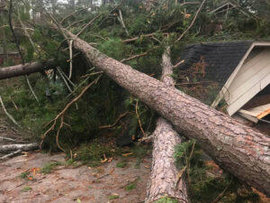 Tree Removal Spartanburg