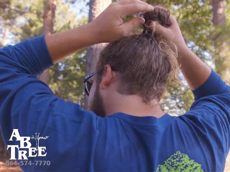 Tree Trimming Services for Greenville and Spartanburg