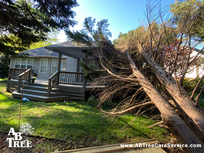 Preparing For The Storm | AB Tree Care