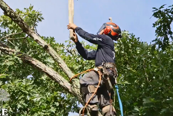 Tree Removal Service in Spartanburg