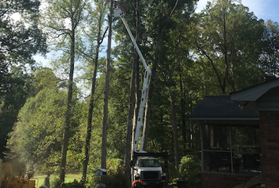 Tree Care Services